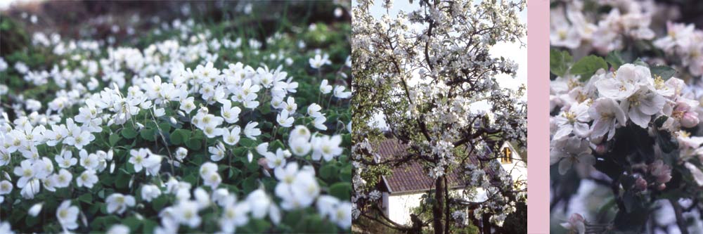 Ein Jahr im Garten