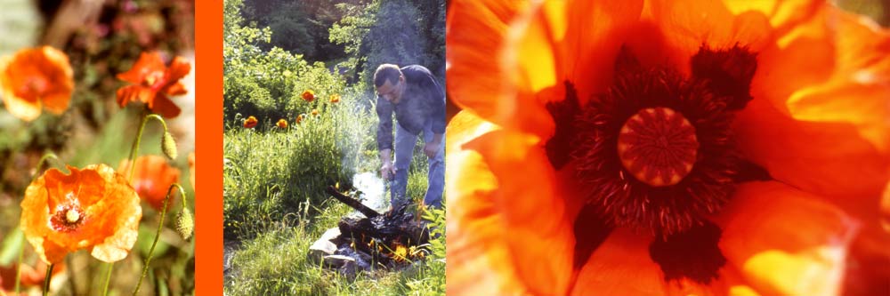 Ein Jahr im Garten