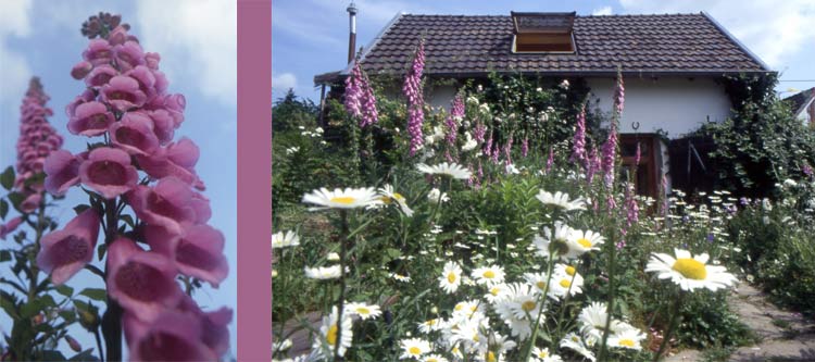 Ein Jahr im Garten