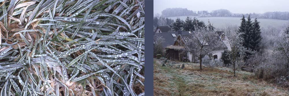 Ein Jahr im Garten